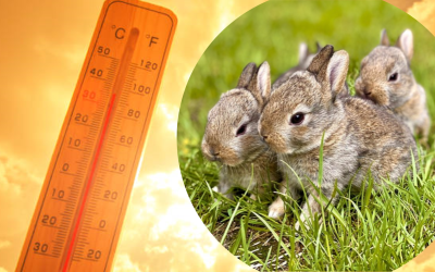 Indici bioclimatici per la valutazione dello stress da caldo nei monogastrici – parte III: Conigli