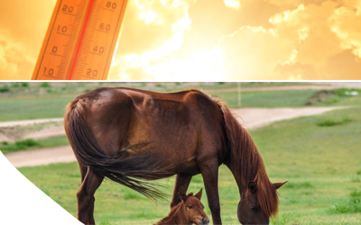 Indici bioclimatici per la valutazione dello stress da caldo nei monogastrici – parte IV: Il Cavallo
