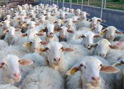Un approccio genomico per rilevare nuovi marcatori genetici collegati alla suscettibilità al lentivirus negli ovini