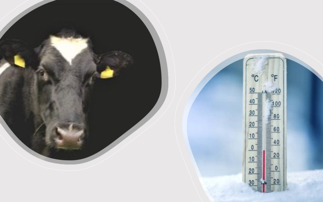 Lo stress da freddo nei bovini da latte e da carne