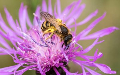 Condizioni di stress nell’ape occidentale (apis mellifera l.) causate da situazioni meteoclimatiche avverse